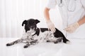 Vet Giving An Injection To Dog Royalty Free Stock Photo