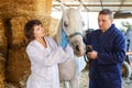 Vet giving medical exam to horse Royalty Free Stock Photo