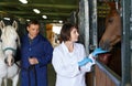 Vet giving medical exam to horse Royalty Free Stock Photo