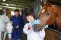Vet giving medical exam to horse Royalty Free Stock Photo