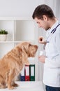 Vet giving medicament to dog