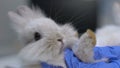 Vet hand examining rabbit foot for sprains, risk of arthritis, emergency closeup