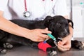 Vet with his dog American Staffordshire Royalty Free Stock Photo