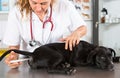 Vet with his dog American Staffordshire Royalty Free Stock Photo