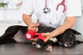 Vet with his dog American Staffordshire Royalty Free Stock Photo