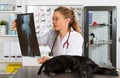 Vet with his dog American Staffordshire Royalty Free Stock Photo