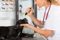 Vet with his dog American Staffordshire Royalty Free Stock Photo