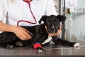 Vet with his dog American Staffordshire Royalty Free Stock Photo