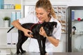 Vet with his dog American Staffordshire Royalty Free Stock Photo