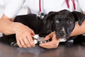 Vet with his dog American Staffordshire Royalty Free Stock Photo