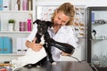 Vet with his dog American Staffordshire Royalty Free Stock Photo