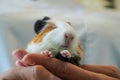 Vet holding a baby Guinea Pig Royalty Free Stock Photo