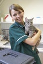 Vet Holding Cat In Surgery Royalty Free Stock Photo