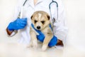 Vet holding a couple of cute puppies. Cute newborn dog is sleeping. Care and treatment in a vet clinic Royalty Free Stock Photo