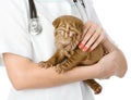 Vet holding a little puppy sharpei dog. Royalty Free Stock Photo