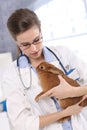 Vet holding pet rabbit patient Royalty Free Stock Photo