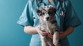 a vet holds a cute little puppy in her hands gently Royalty Free Stock Photo