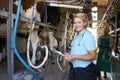 Vet Inspecting Cattle Whilst They Are Being Milked Royalty Free Stock Photo