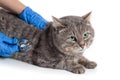 Vet listening fluffy cat using stethoscope during appointment in veterinary clinic Royalty Free Stock Photo