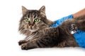 Vet listening fluffy cat using stethoscope during appointment in veterinary clinic Royalty Free Stock Photo