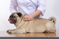 The vet listens with a stethoscope dog pug