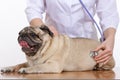 The vet listens with a stethoscope dog pug