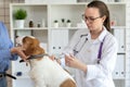 The vet makes a dog an injection syringe. The owner keeps the dog. Blurred background of veterinary clinic. Royalty Free Stock Photo