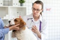 The vet makes a dog an injection syringe. The owner keeps the dog. Blurred background of veterinary clinic. Royalty Free Stock Photo