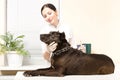 Vet makes an injection dog Royalty Free Stock Photo