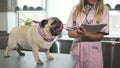 The vet is making notes after cheking up the pug dog Royalty Free Stock Photo
