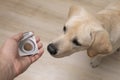 Vet man offering tablet to dog puppy. veterinary medicine, pet, animals, health care concept.