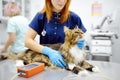 Vet measures a tomcat's blood pressure. Veterinarian doctor examining a Maine Coon cat at veterinary clinic. Pet health Royalty Free Stock Photo