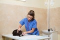 Vet nurse provides medical care to the sick cat