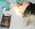 Vet performing dental extraction on small dog.