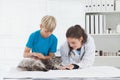 Vet petting a cat with its owner Royalty Free Stock Photo