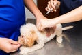 Vet preparing to vaccinate a puppy