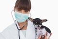 Vet with protective mask holding a cute chihuahua Royalty Free Stock Photo