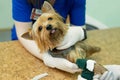 Vet puts a catheter on the dog at the veterinary clinic. Royalty Free Stock Photo