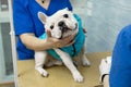Vet puts a catheter on the dog at the veterinary clinic. Royalty Free Stock Photo
