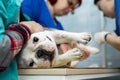 Vet puts a catheter on the dog at the veterinary clinic. Royalty Free Stock Photo