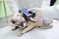The vet puts the microchip on a cat in a veterinary clinic Royalty Free Stock Photo