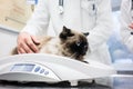 Vet putting cat on scale to measure her weights Royalty Free Stock Photo