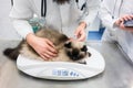 Vet putting cat on scale to measure her weights Royalty Free Stock Photo