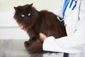 Vet service hands, cat and person for medical help, wellness examination or animal healthcare support, exam or healing