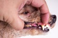 Vet showing pet dog teeth coated with plaque and tar