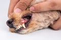 Vet showing pet dog teeth coated with plaque and tar