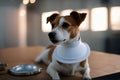 vet Small terrier Russell Elizabethan collar Jack dog transparent animal canino cool veterinary cute young health positive