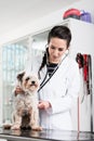Vet specialist examining sick dog Royalty Free Stock Photo