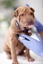 Vet with a stethoscope examines Shar Pei dog Royalty Free Stock Photo