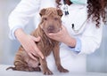 Vet with a stethoscope examines Shar Pei Royalty Free Stock Photo